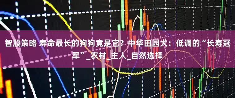 智股策略 寿命最长的狗狗竟是它？中华田园犬：低调的“长寿冠军”_农村_主人_自然选择